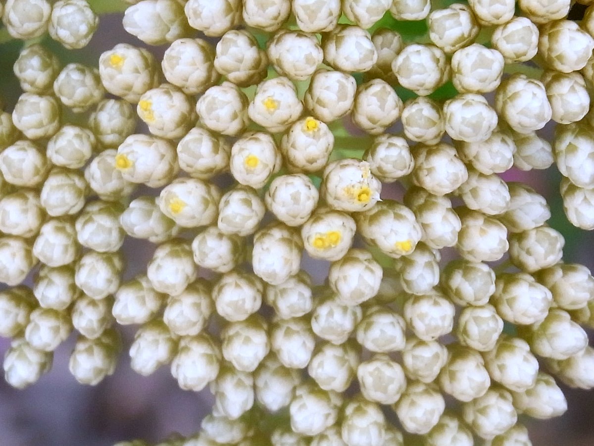 Stiff cassinia
