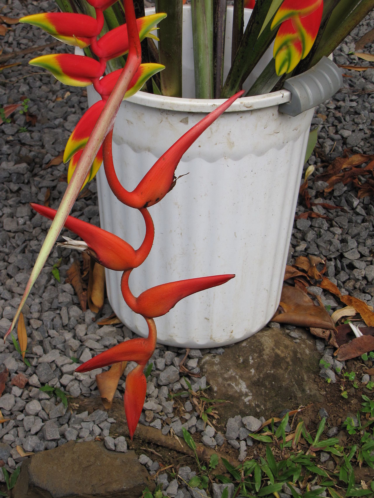 Heliconia colgantea