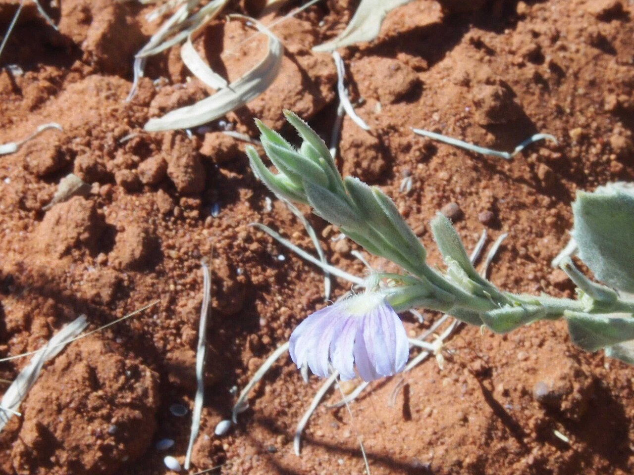 Scaevola ovalifolia