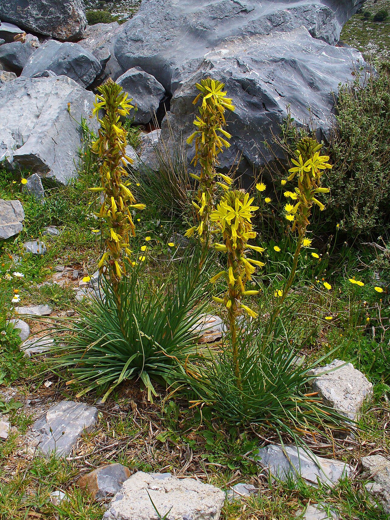 Asphodeline lutea