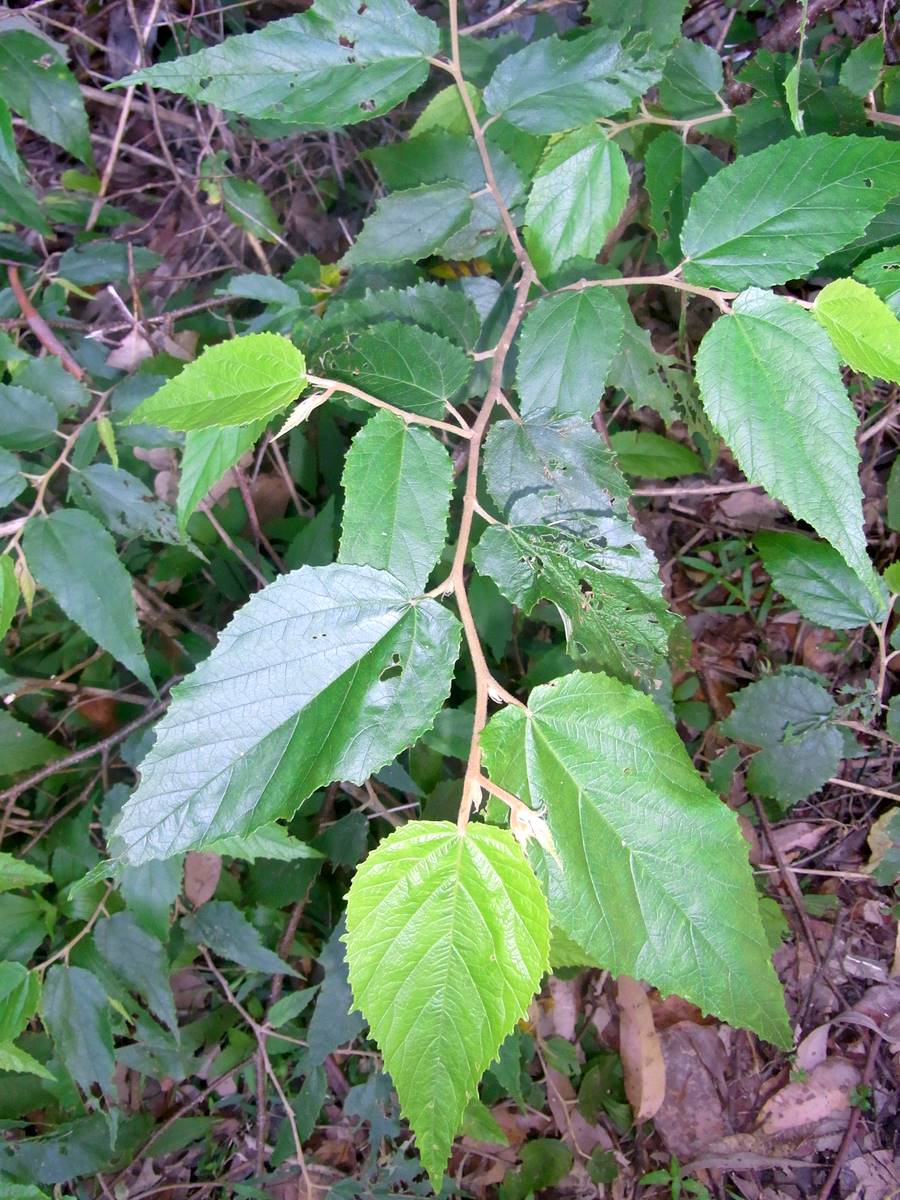 Commersonia fraseri