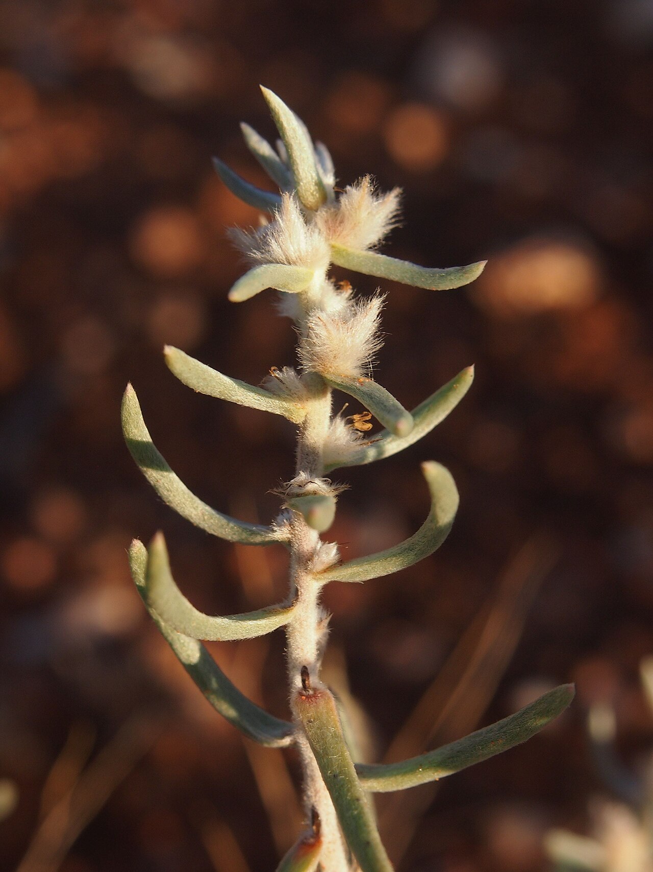 Sclerolaena eriacantha