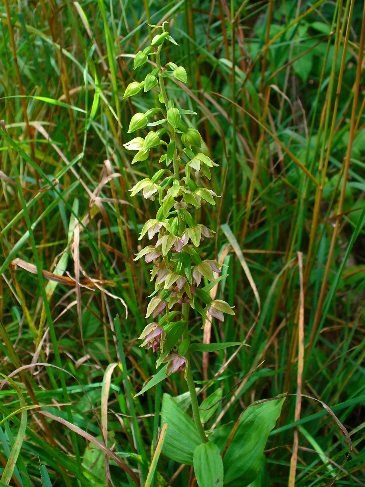 Epipactis helleborine
