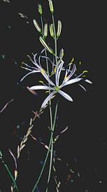 Chlorogalum grandiflorum