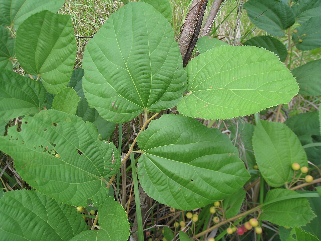 Grewia multiflora