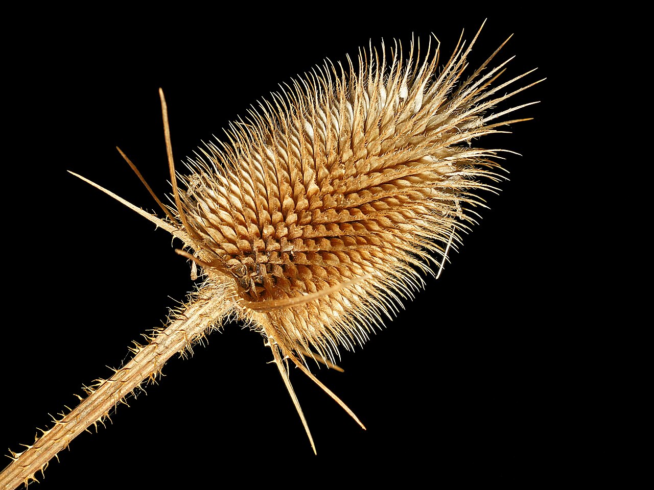 Dipsacus laciniatus