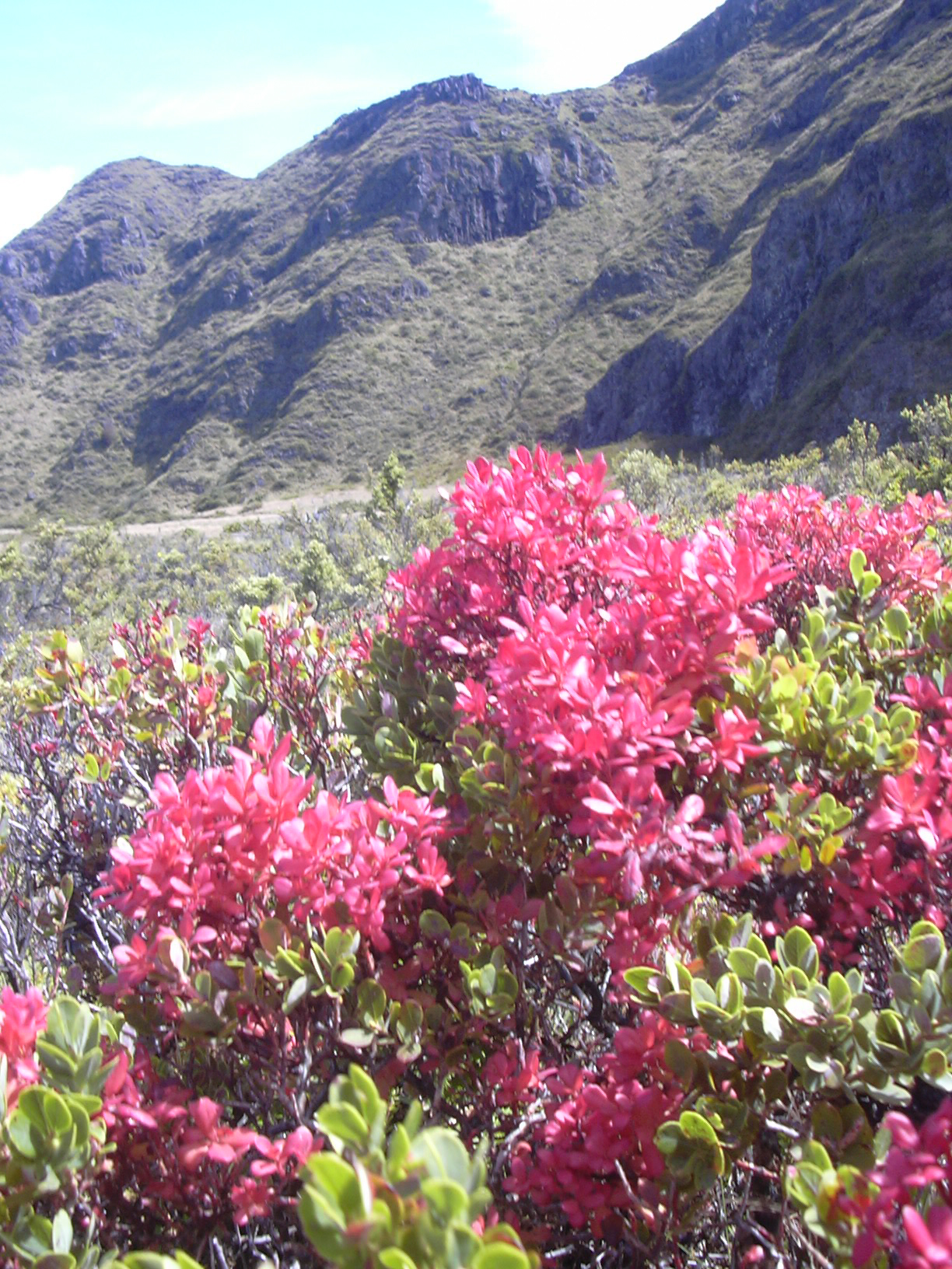 Exobasidium reticulatum