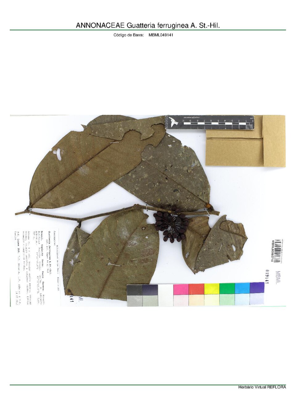 Guatteria ferruginea