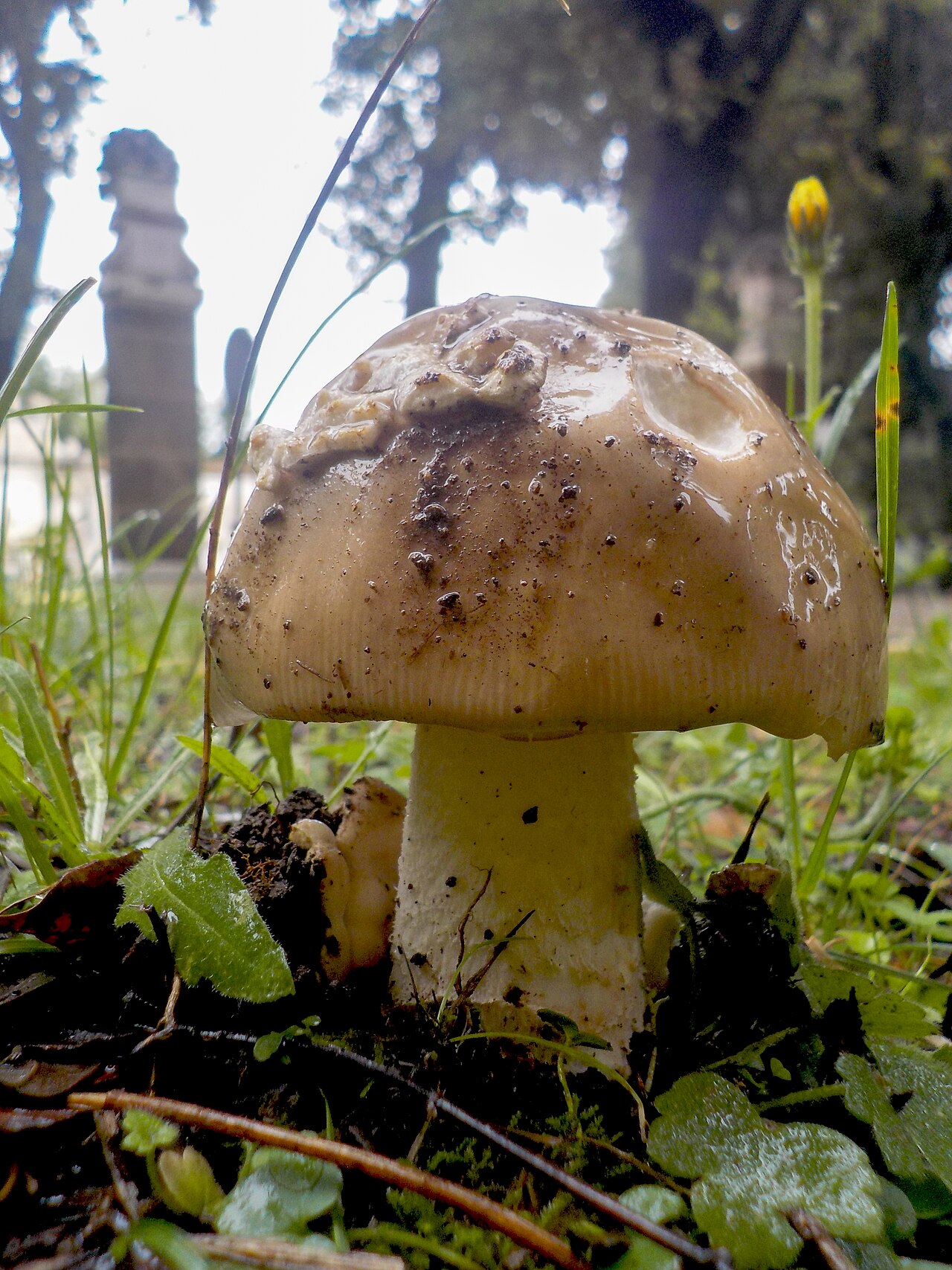 Pale amanita