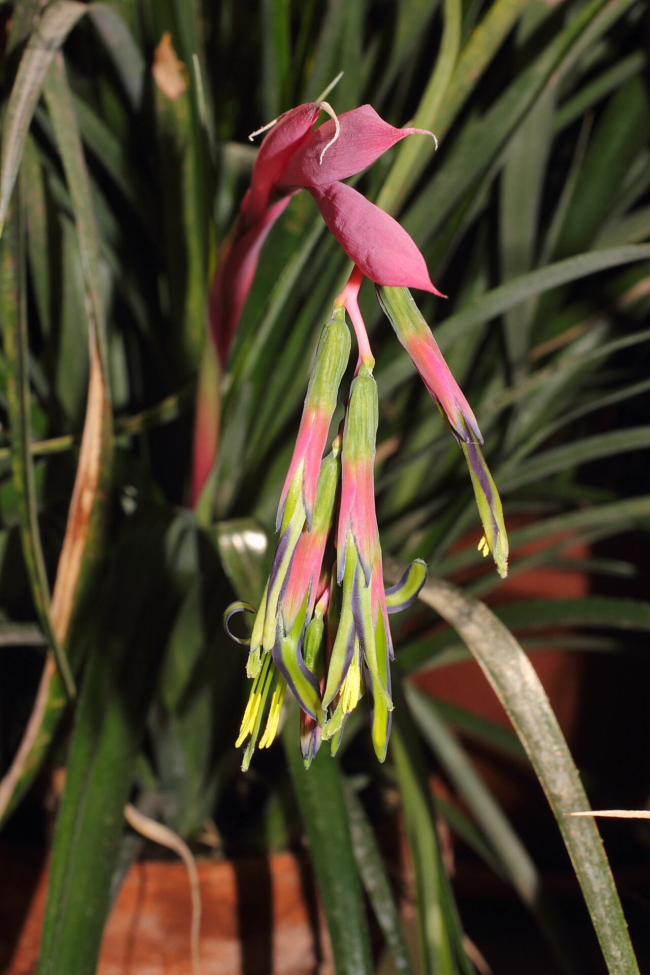 Billbergia eloiseae