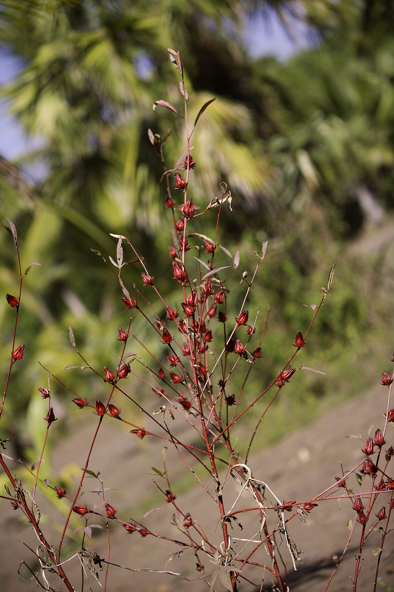 Hibiscus sabdariffa
