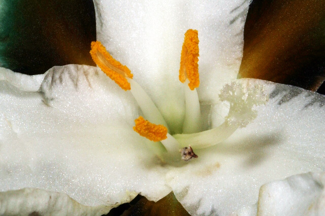 Aristea teretifolia