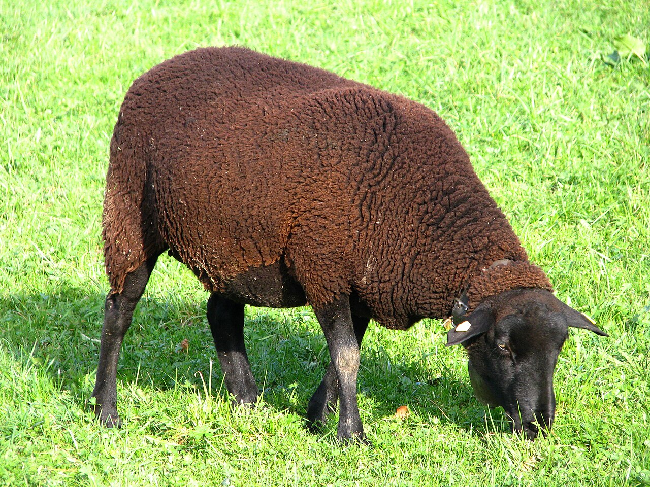 Schwarzbraunes Bergschaf