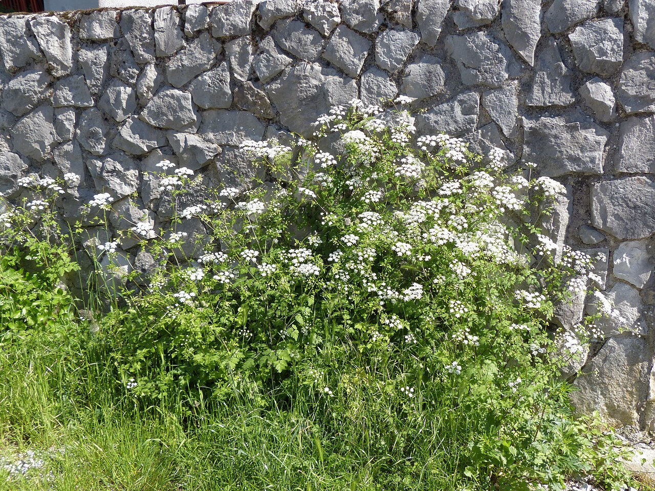 Chaerophyllum temulum