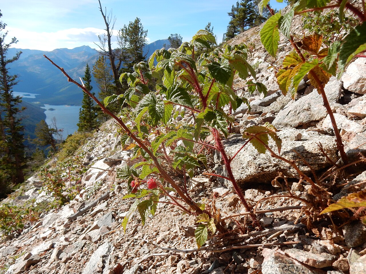 Rubus strigosus