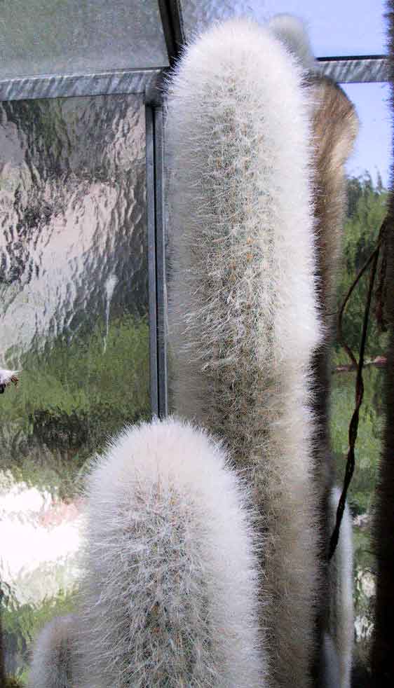 Espostoa senilis
