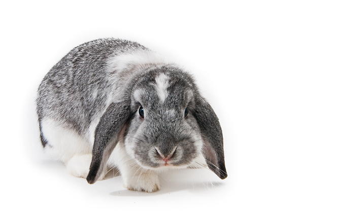 Holland Lop