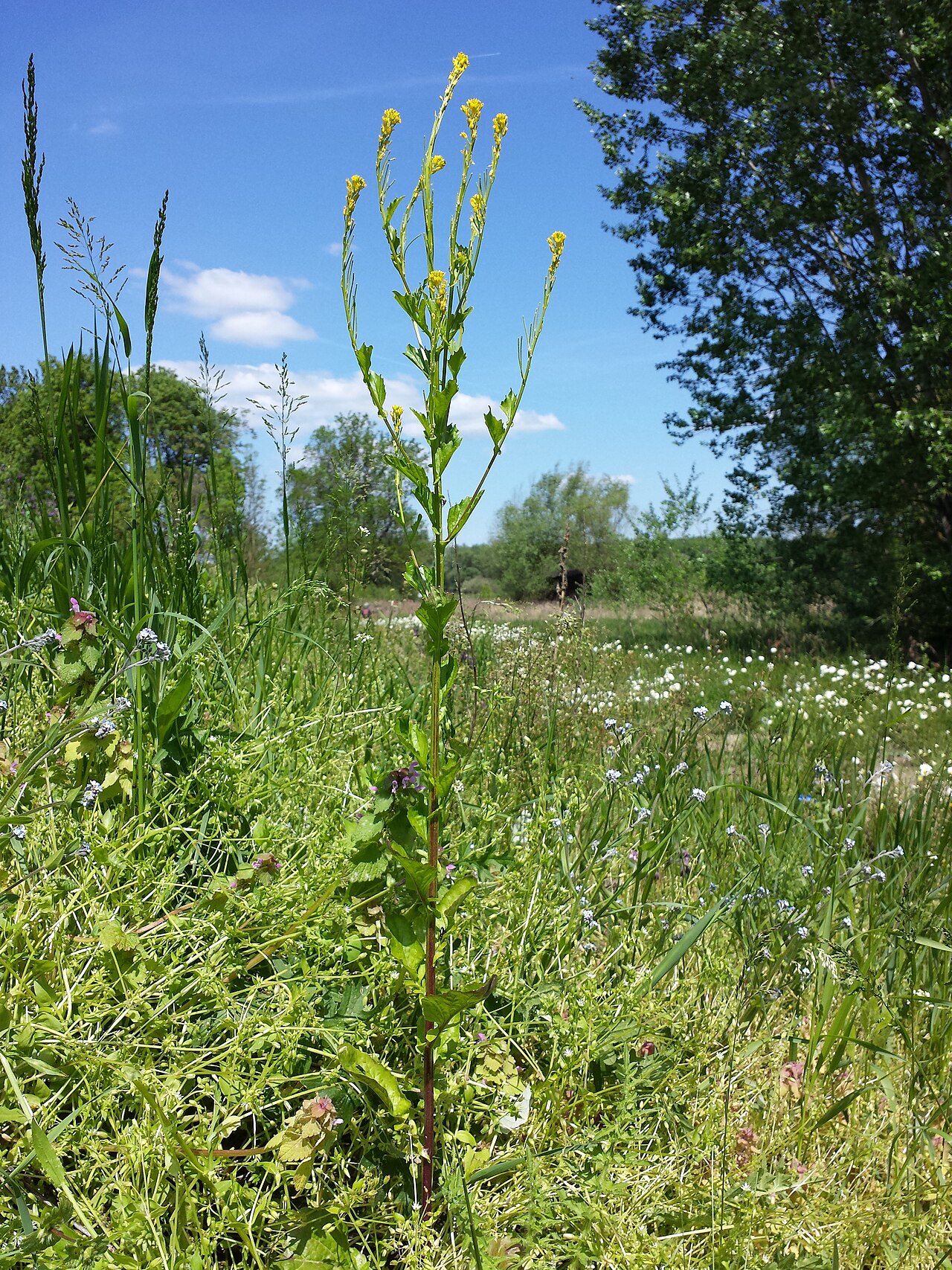 Barbarea stricta