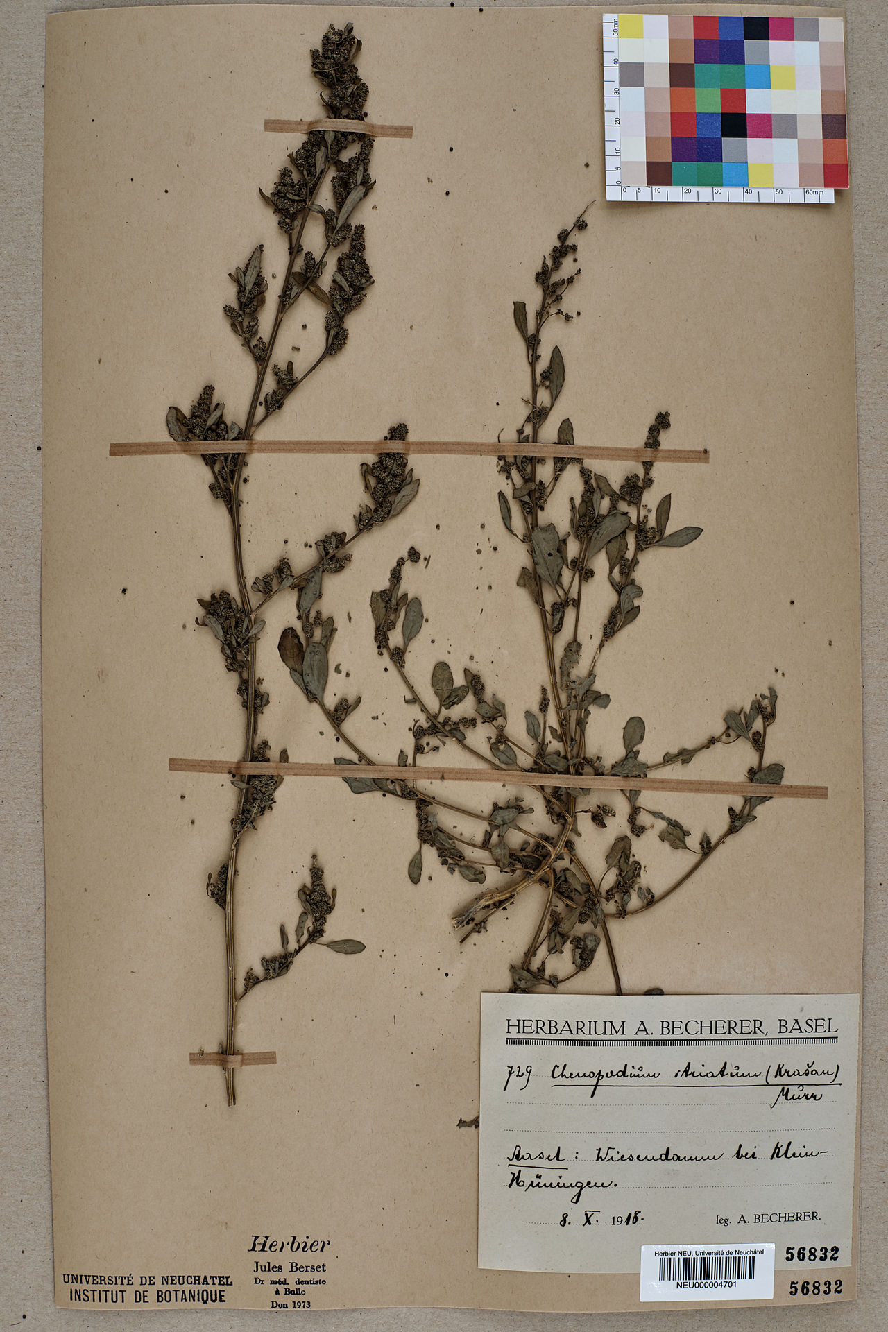 Chenopodium strictum