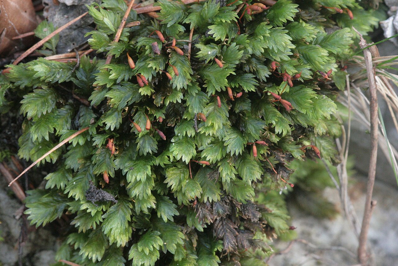 Rock-pocket moss