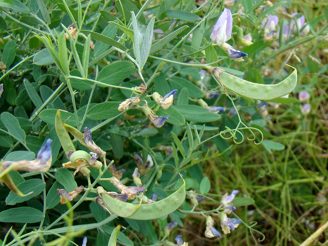 Lathyrus incurvus