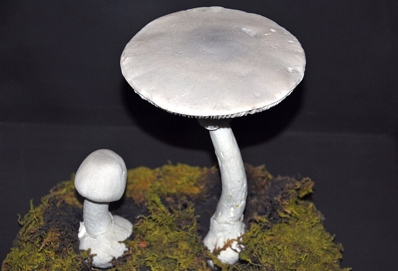 Fool's mushroom or the spring destroying