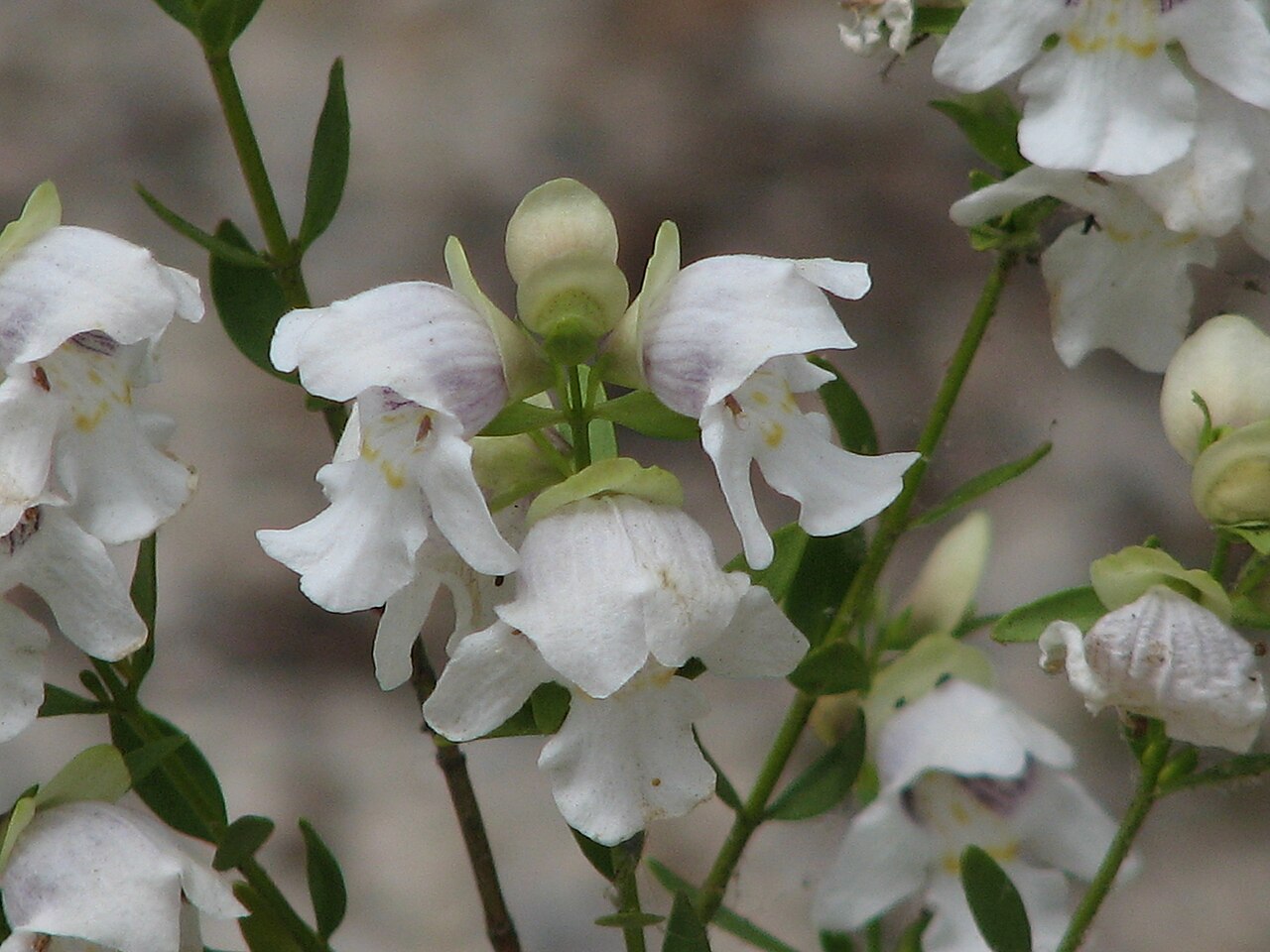 Prostanthera striatiflora