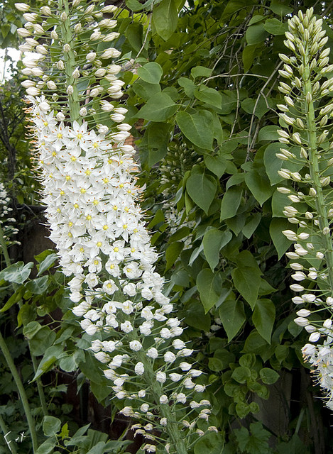 Eremurus olgae