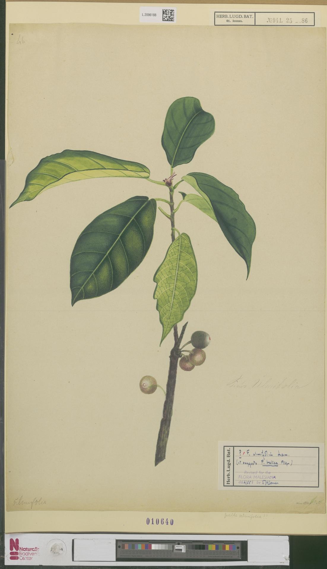 Ficus ulmifolia