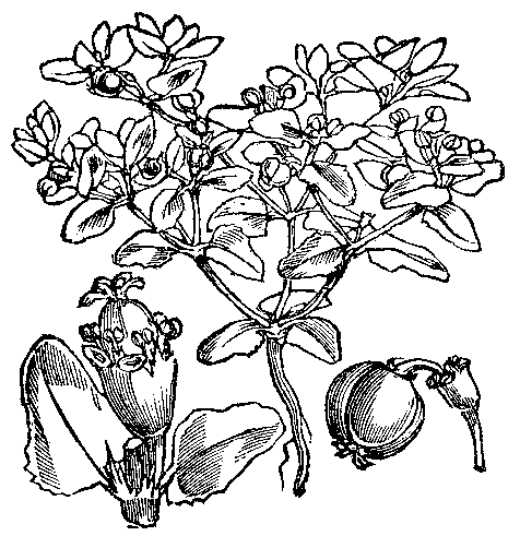 Euphorbia peplis
