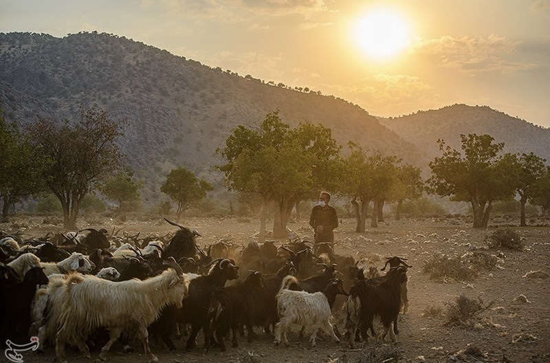 Basseri sheep