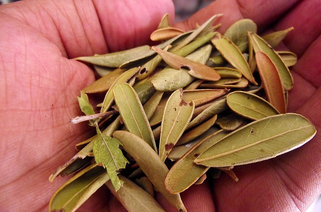 Aniba canelilla
