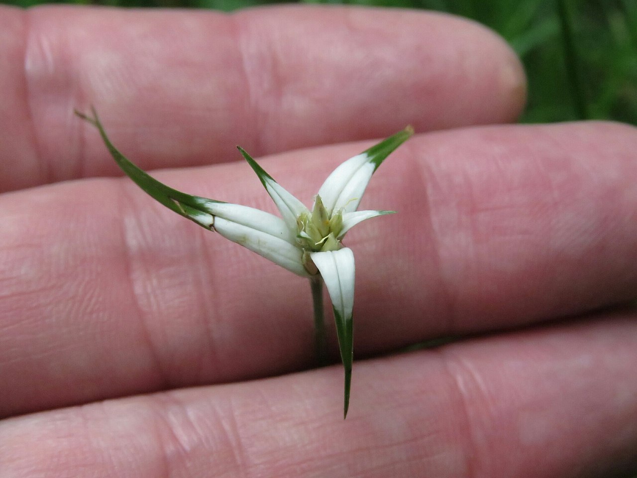 Rhynchospora blepharophora