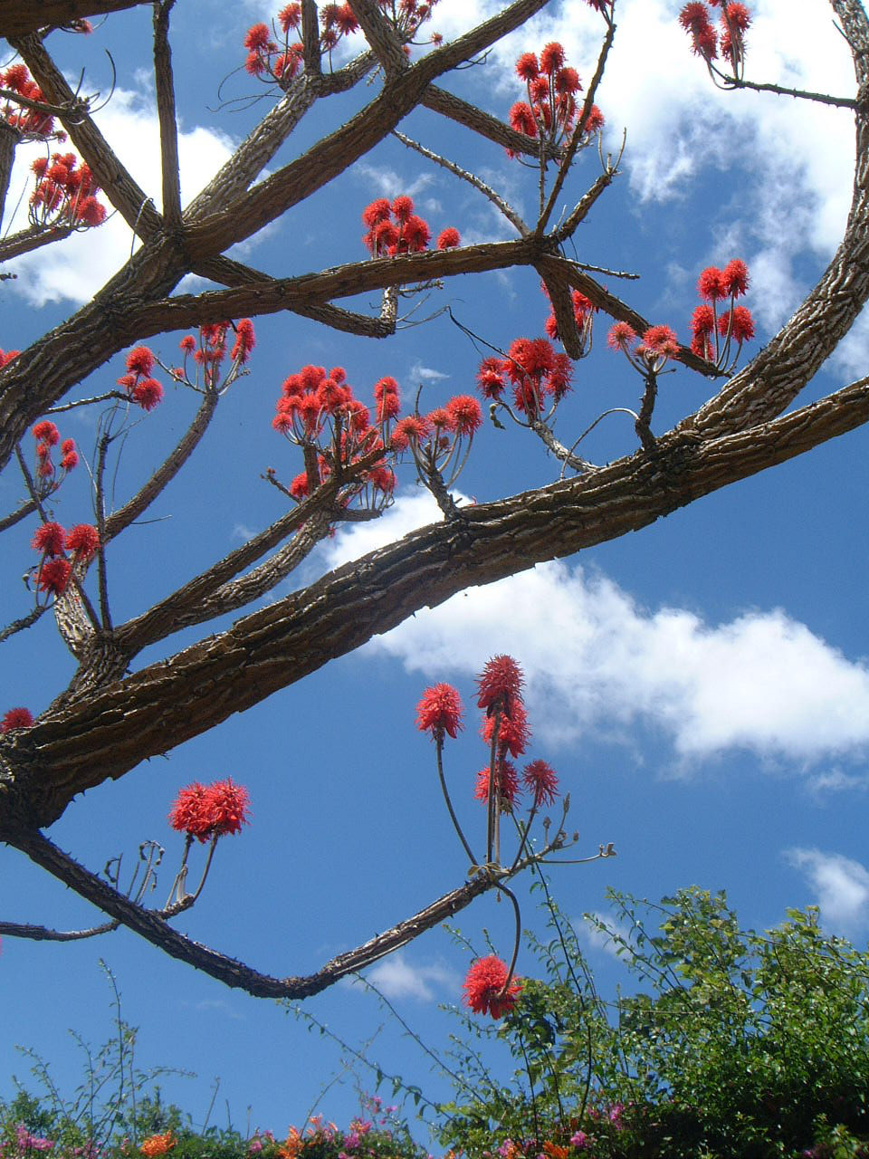 Erythrina costaricensis