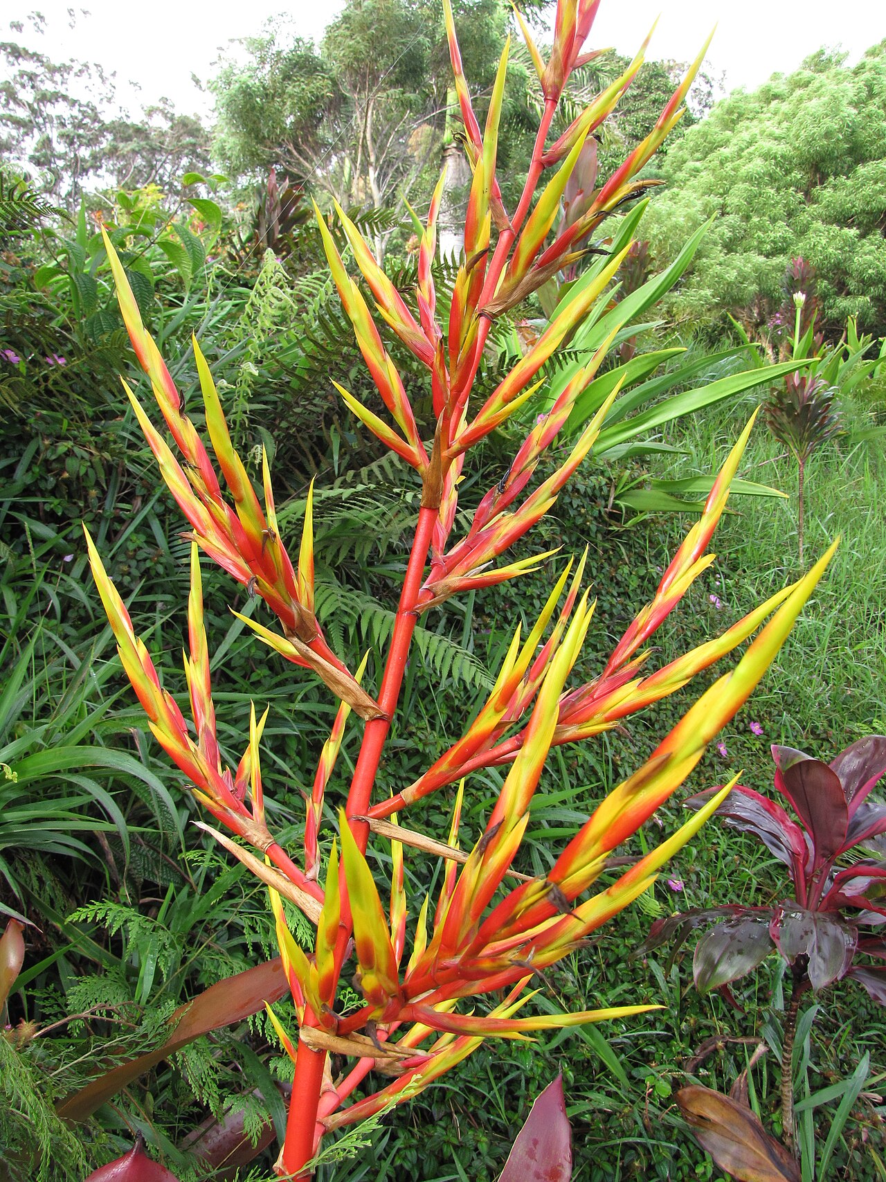 Aechmea blanchetiana