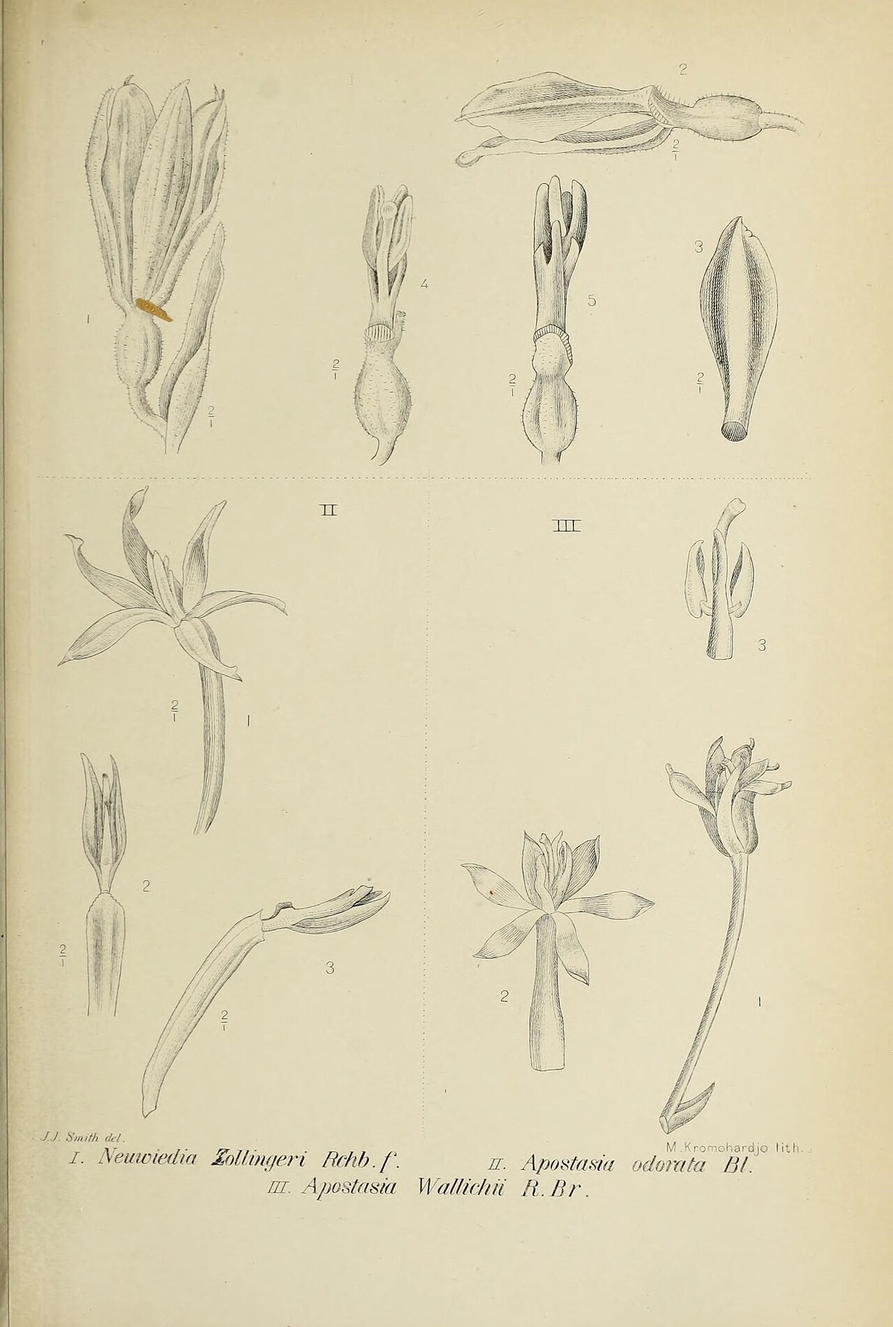 Yellow grass orchid