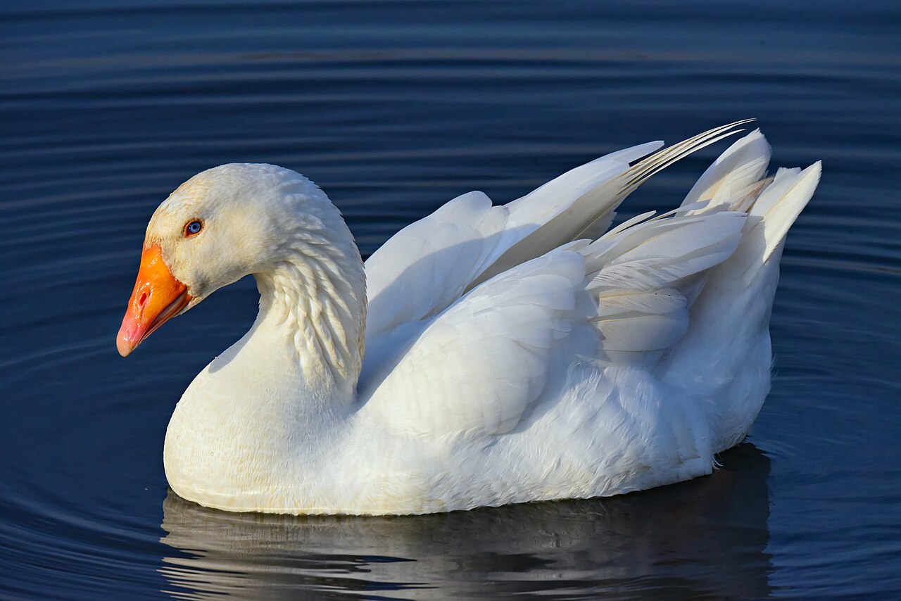Pilgrim Goose