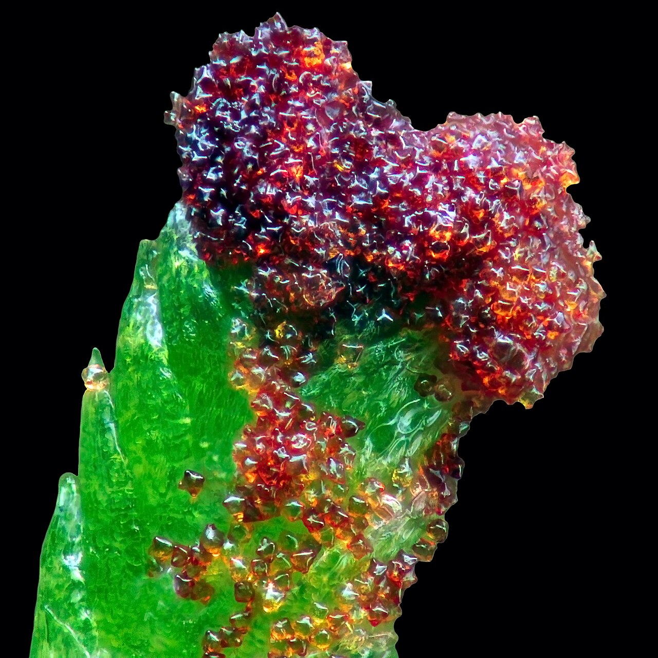Anastrophyllum hellerianum