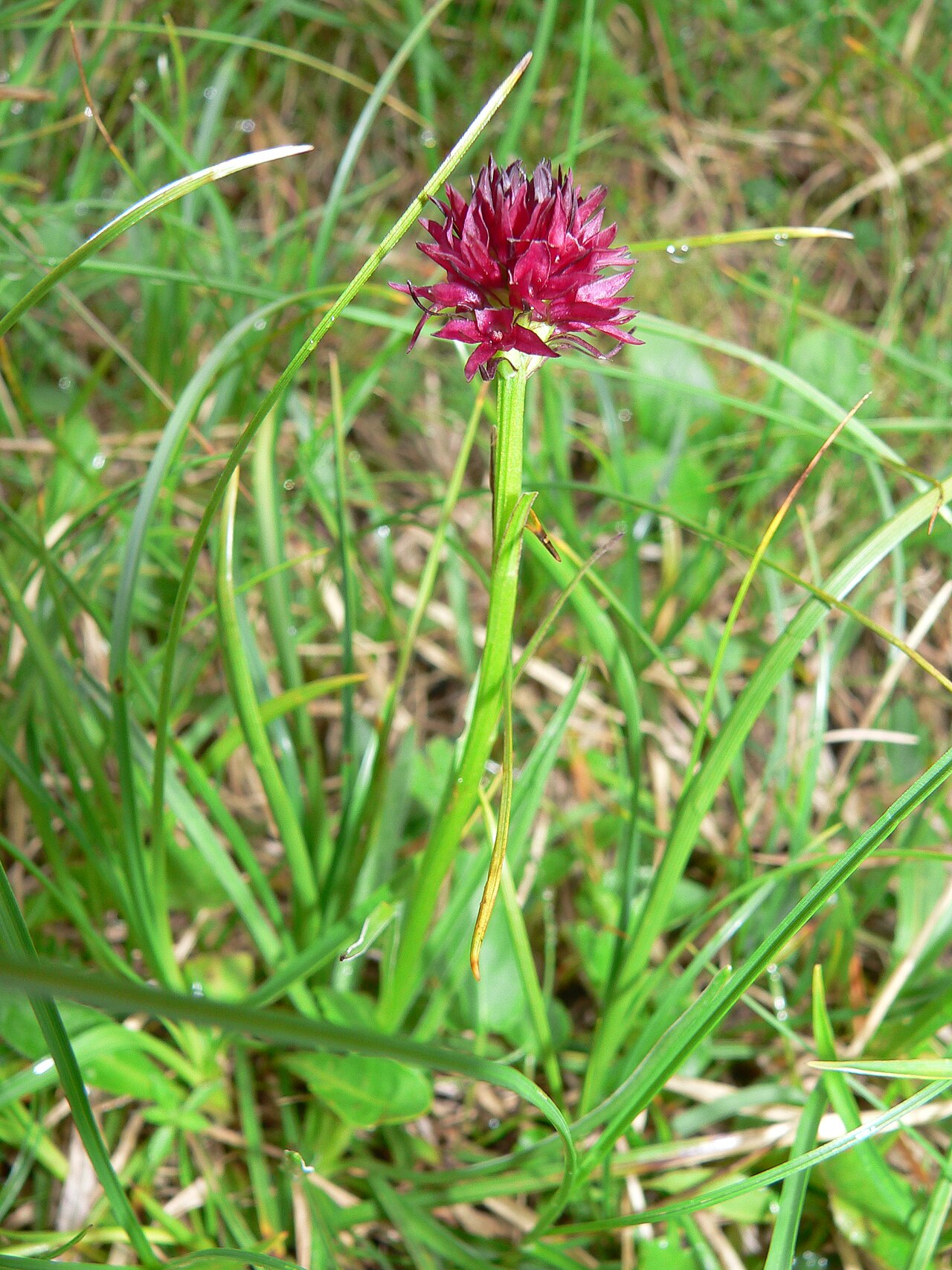 Black vanilla orchid
