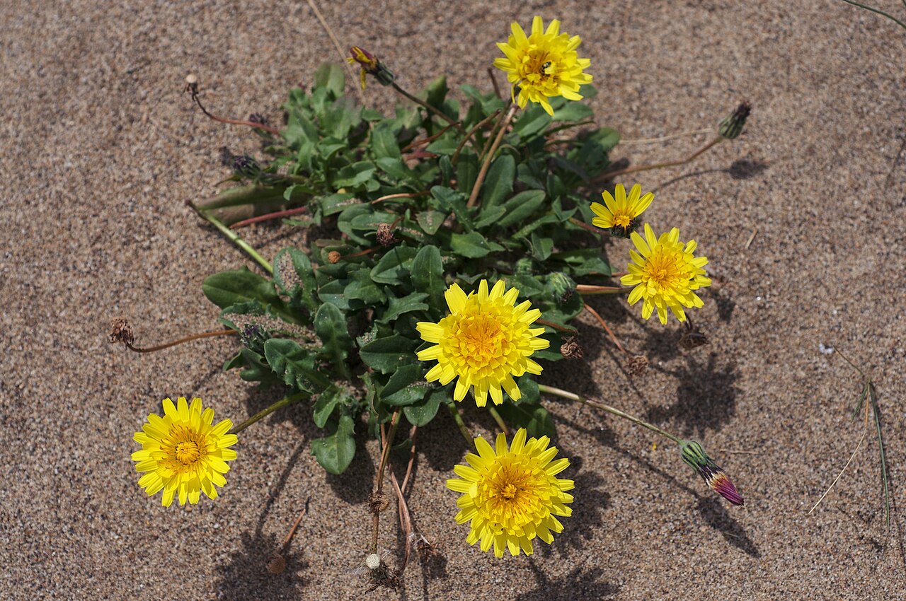 Agoseris apargioides