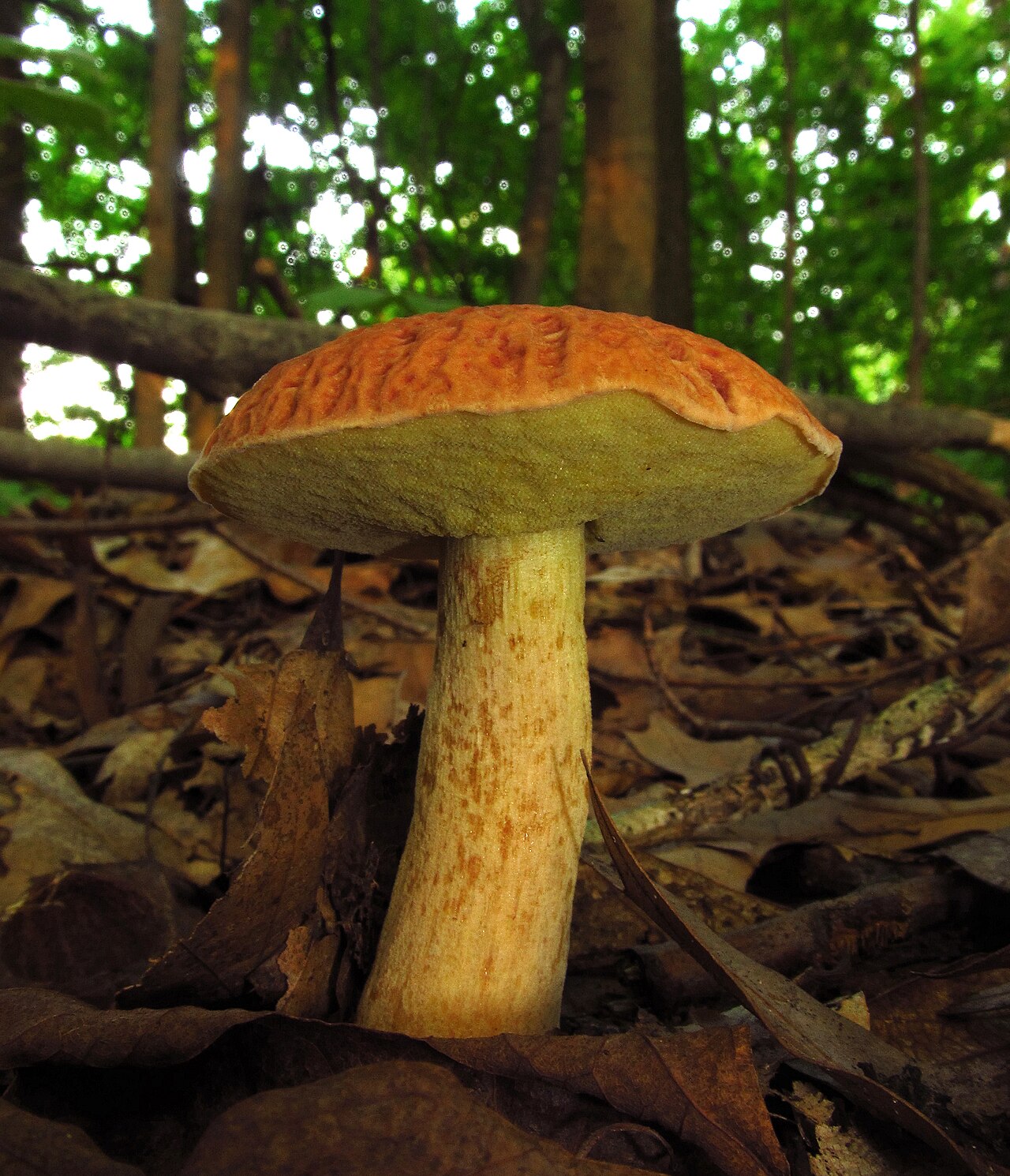 Boletus hortonii