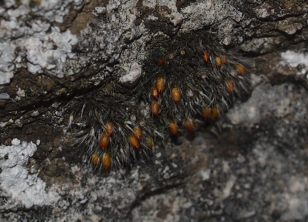 Grimmia crinita