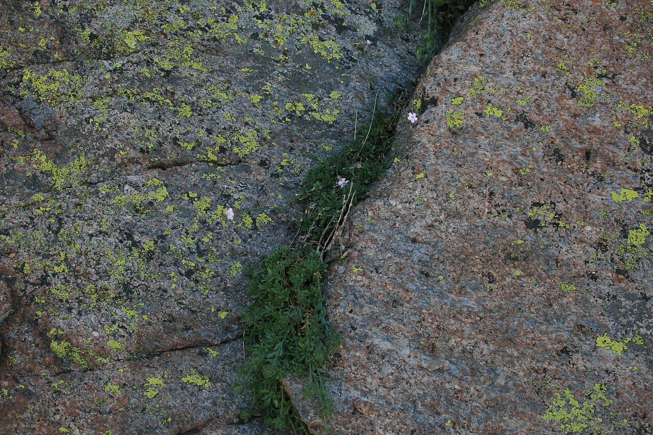 Dianthus gredensis