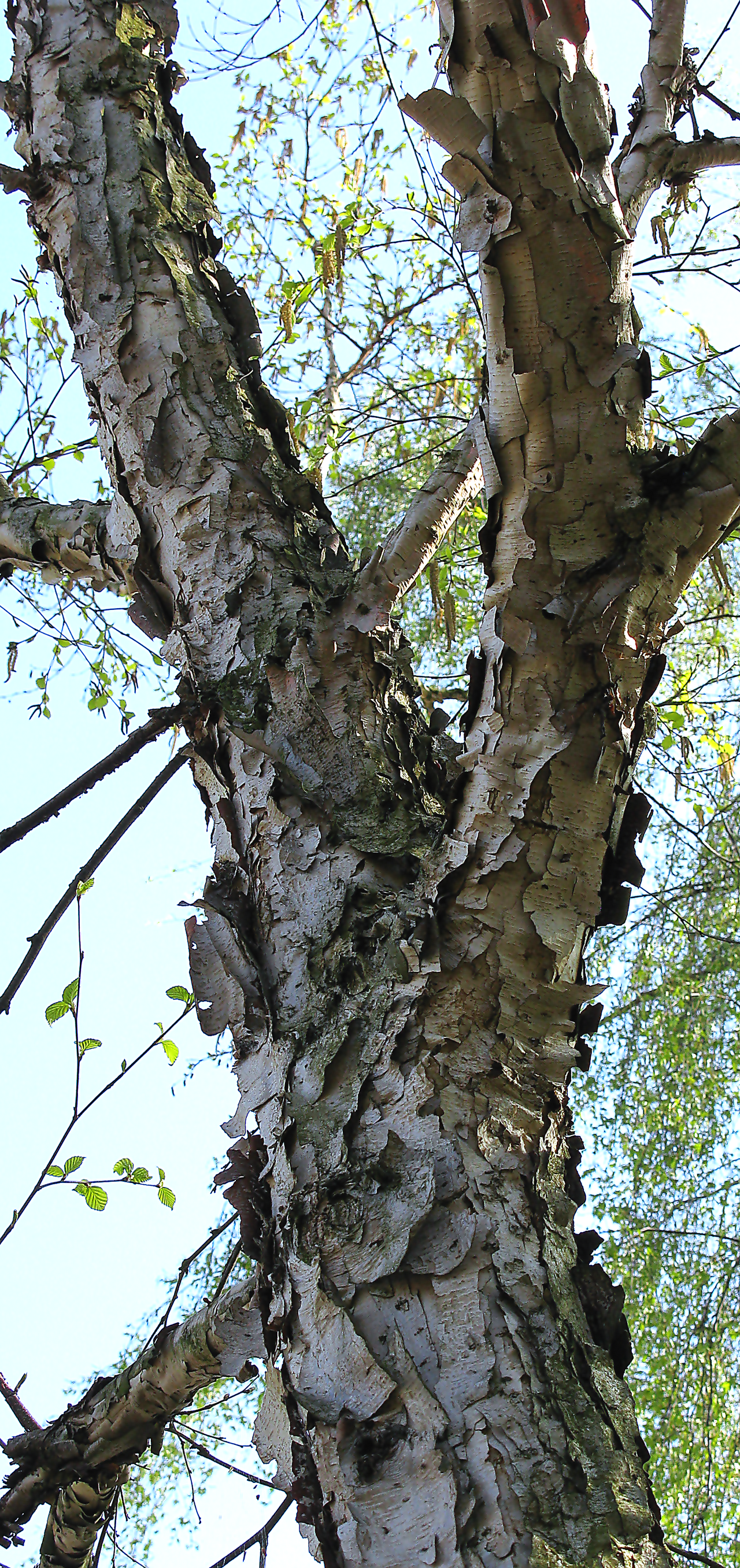Betula costata