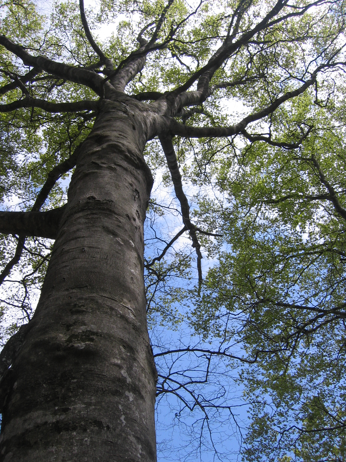 Japanese beech