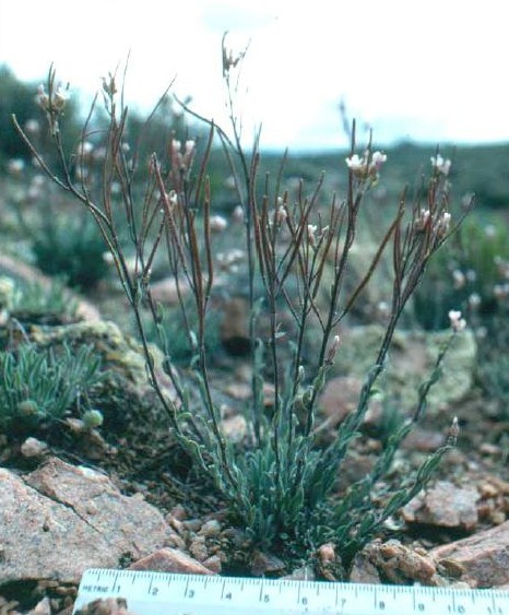 Boechera crandallii