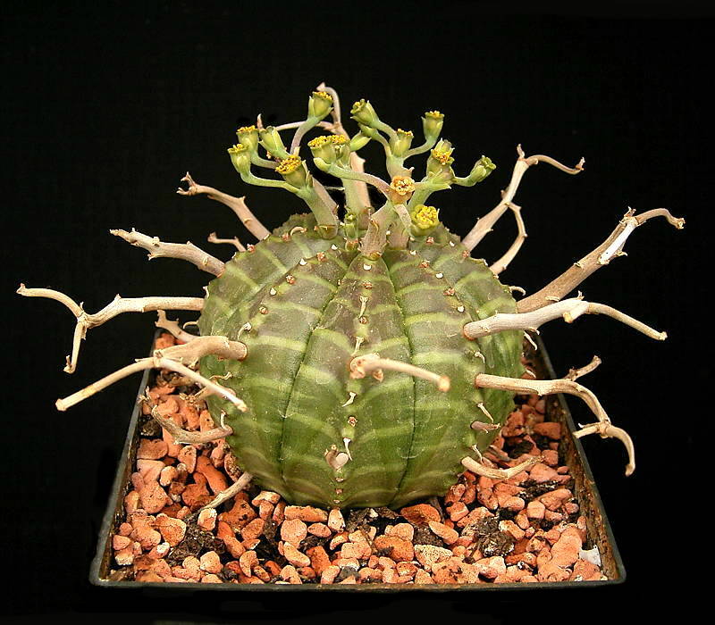 Euphorbia meloformis