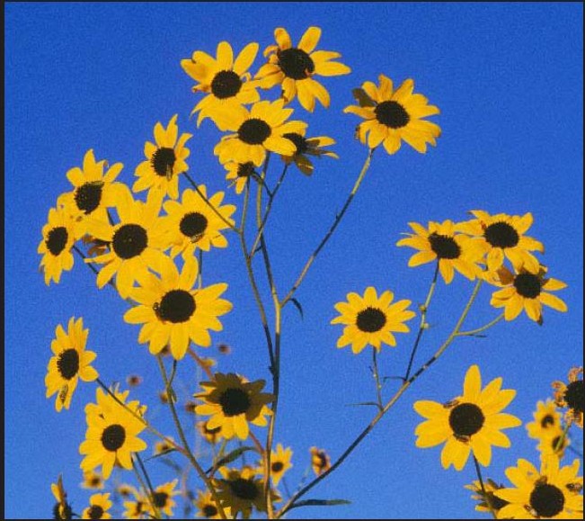 Helianthus paradoxus