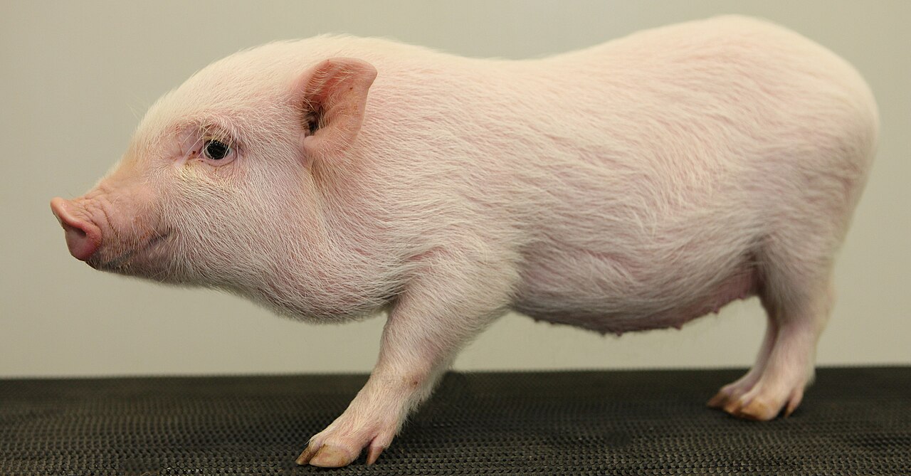 Göttingen minipig