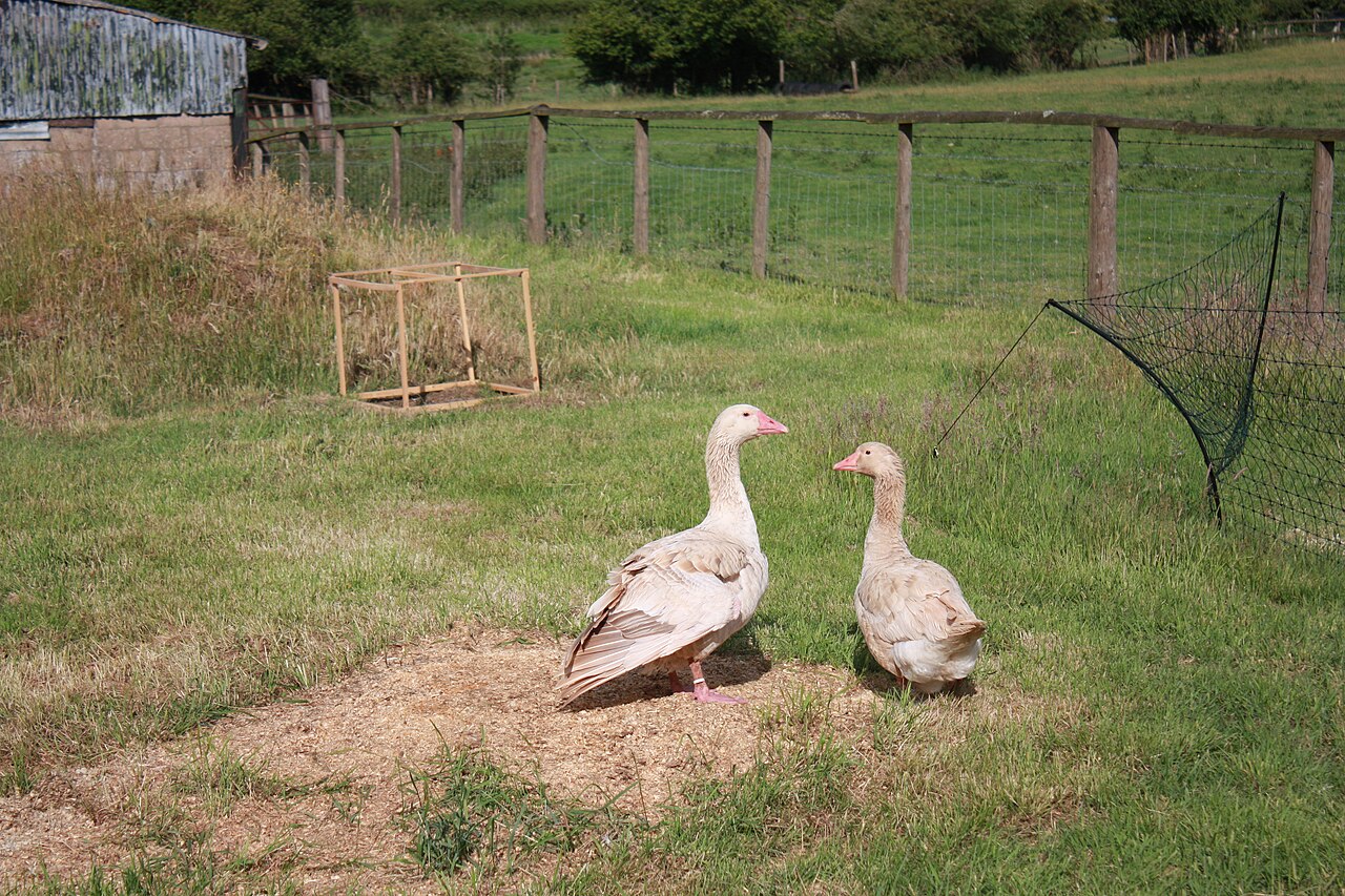 Brecon Buff Goose